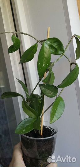 Комнатные растения