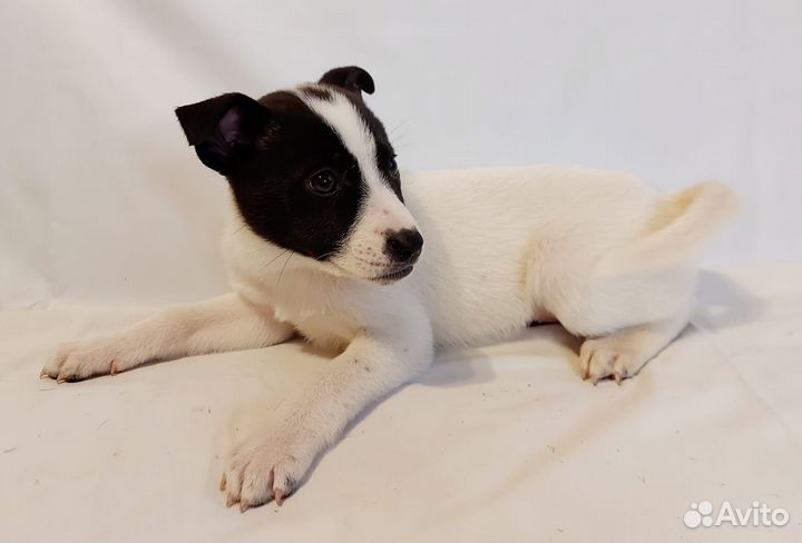 Отдам щенков в добрые руки