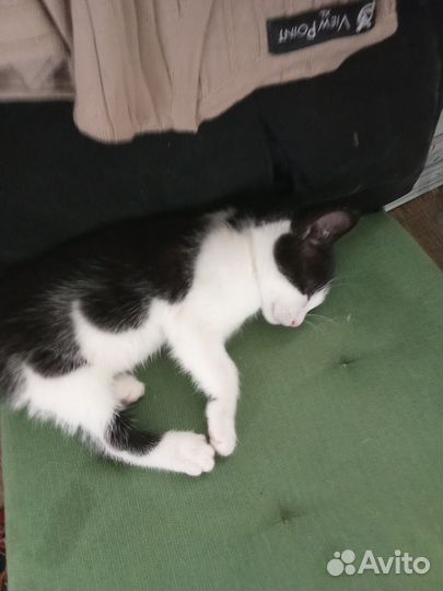 Отдам котика в добрые руки