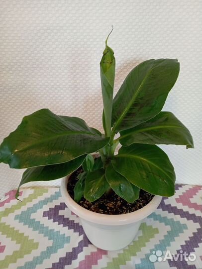 Банан киевский карлик