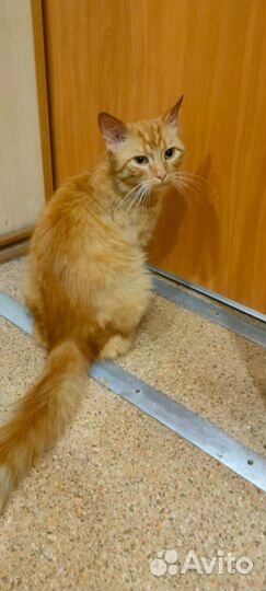 Кот в ответственные руки