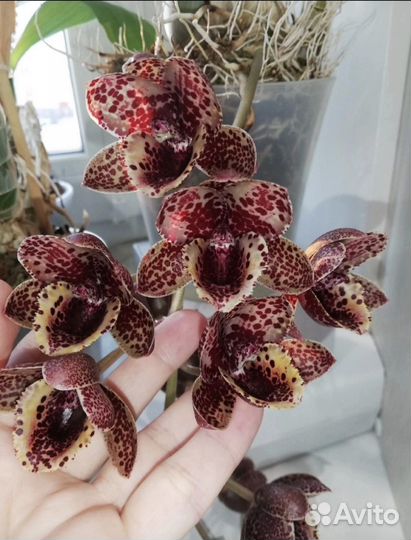 Орхидея Fredclarkeara After Dark'Sunset Valley