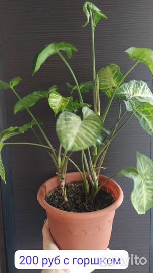 Продам цветы комнатные