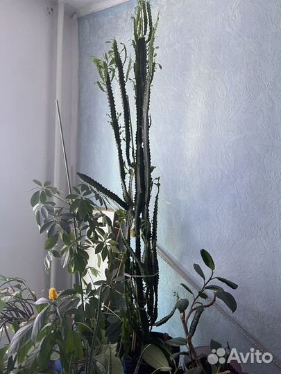 Кактус Хлорофитум