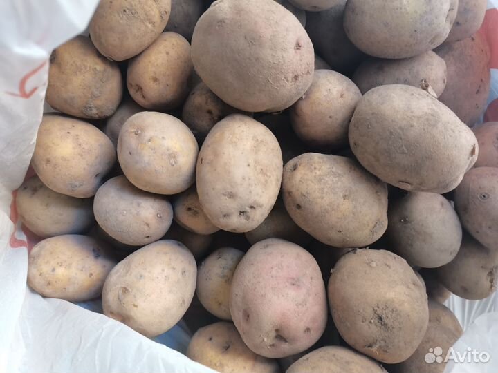 Картофель едовой