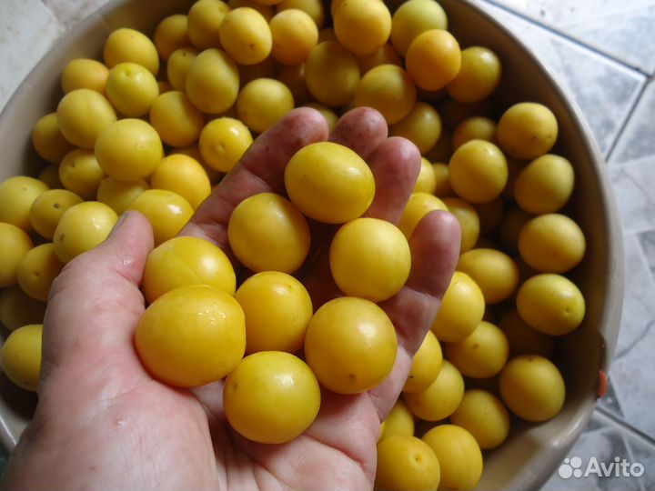 Алыча желтая