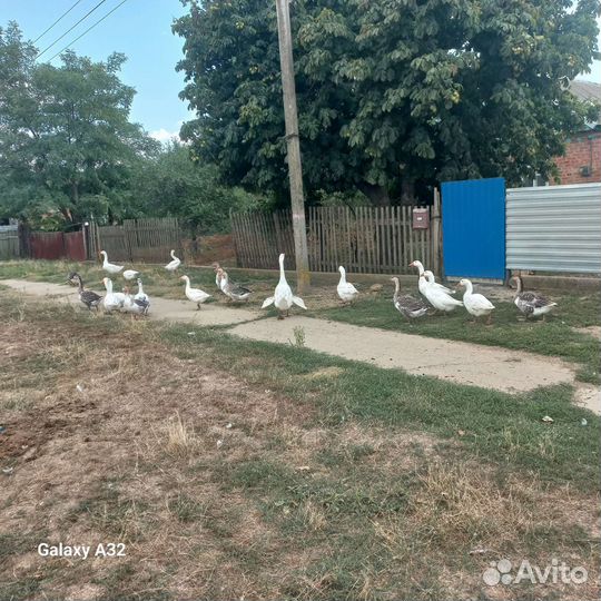 Домашняя птица гуси