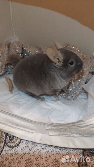 Шиншилла