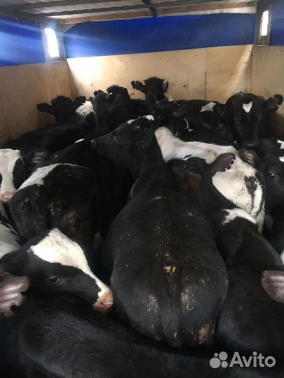 Бычки телята