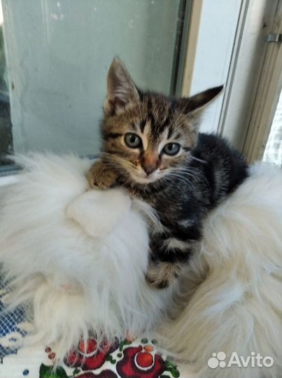 Красивые котятки
