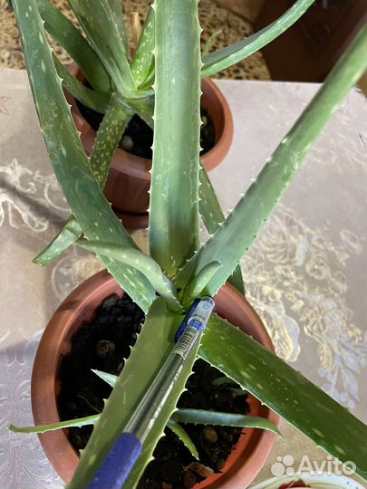 Алоэ Вера Барбаденсис