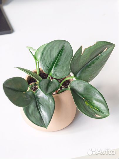 Сциндапсус мунлайт, дарк форм