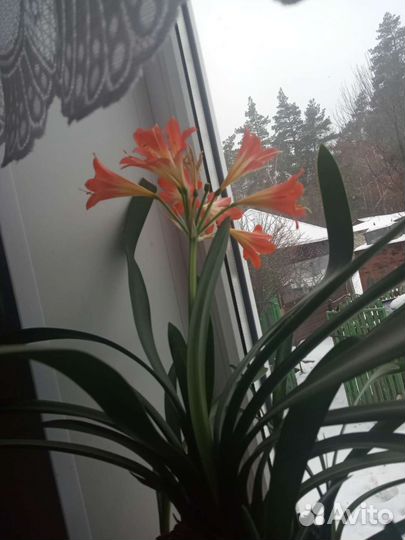 Сортовые фиалки