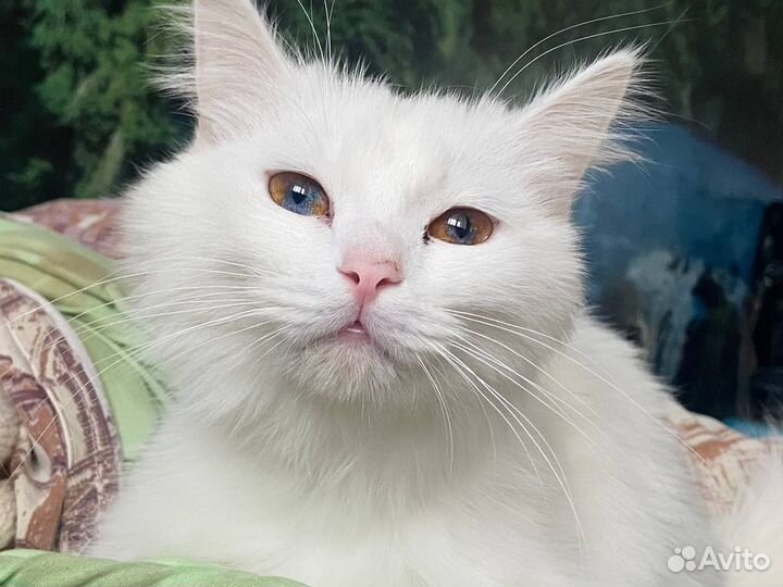 Кошечка в добрые руки