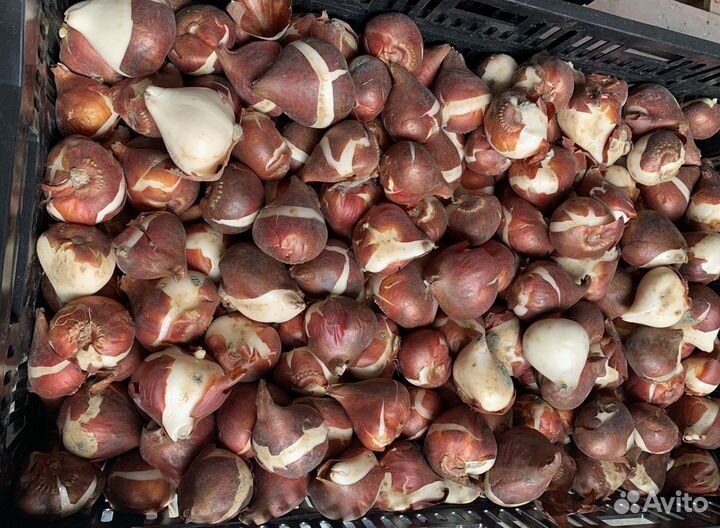 Луковицы тюльпанов опт