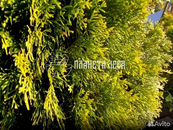 Туя западная Голден Смарагд Морозостойка