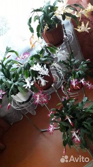 Сортовые декабристы