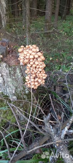 Грибы опята свежие