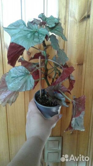 Бегония Лукин глаз