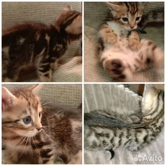 Бенгальские котята