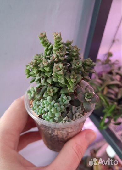 Суккуленты 1/5