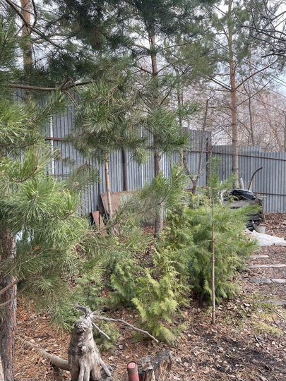 Участок 5,5 сот. (СНТ, ДНП)