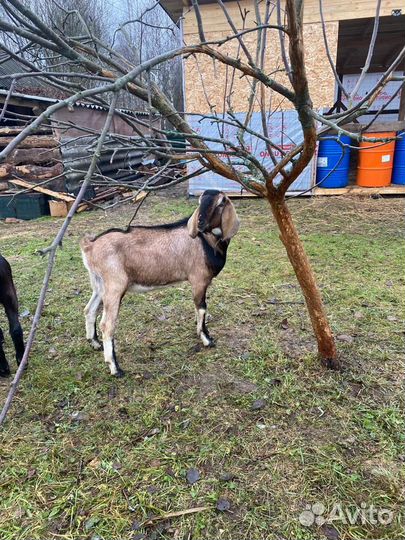 Нубийский козлик на вязку
