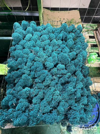 Стабилизированный Мох, Красный