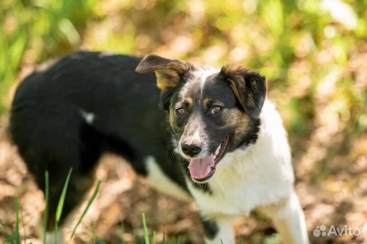 Собака в добрые руки