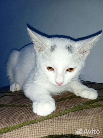 Котенок