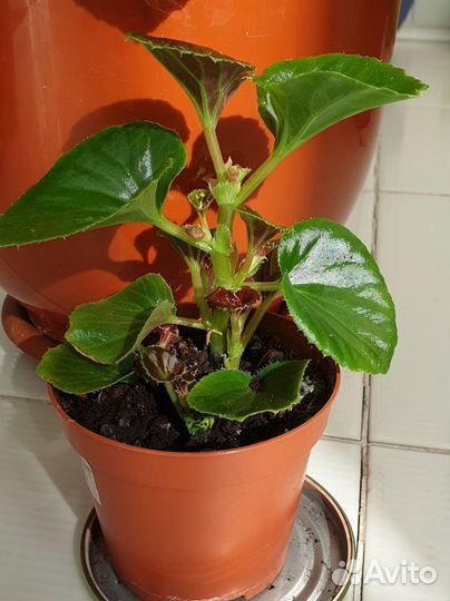 Бегония doublet pink