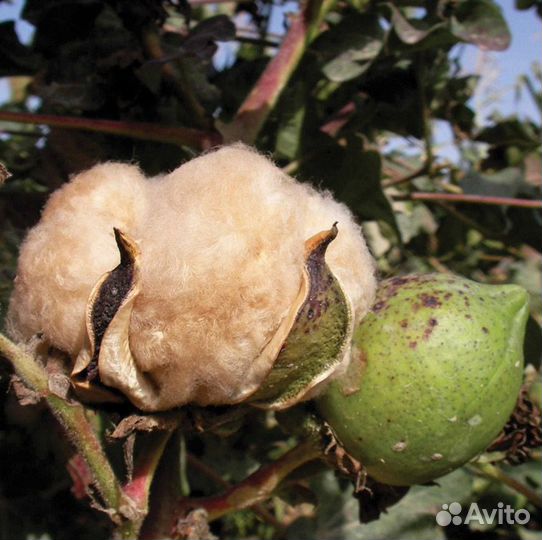 Одежда для новорождённых natures purest