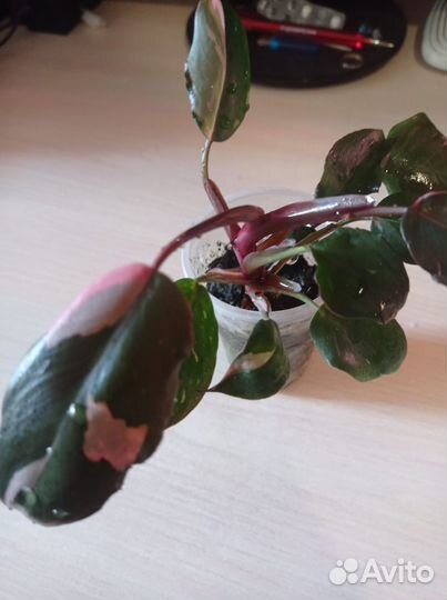 Филодендрон розовая принцесса