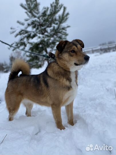 Собака «Тася»