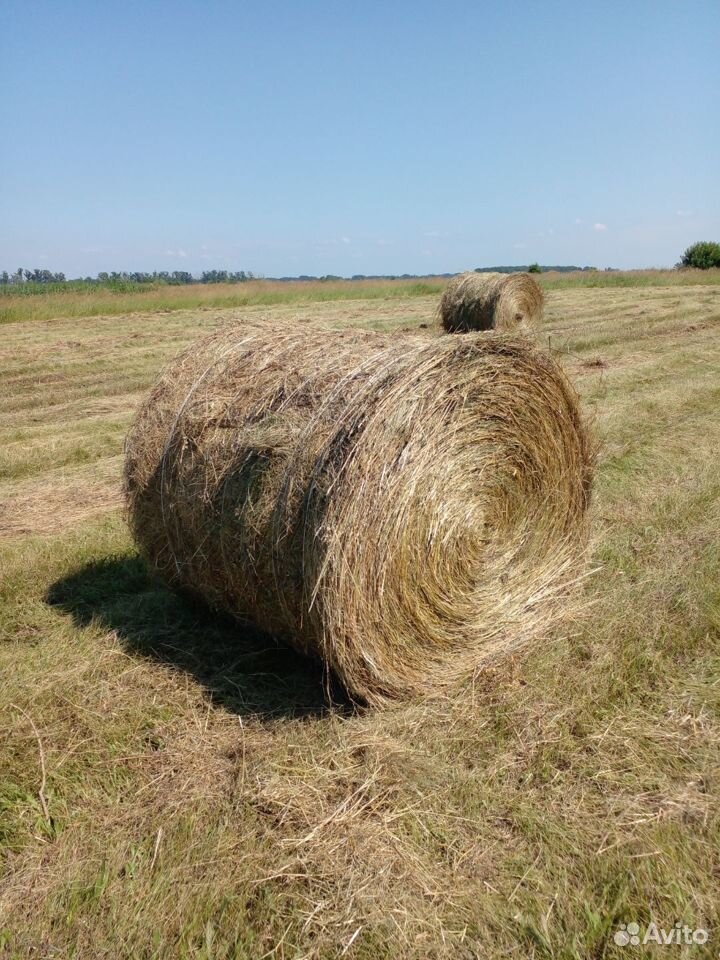 Сено в тюках 3 центнера