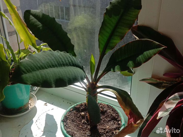 Цветы разные комнатные