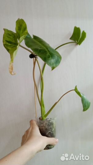 Филодендрон Параисо верде