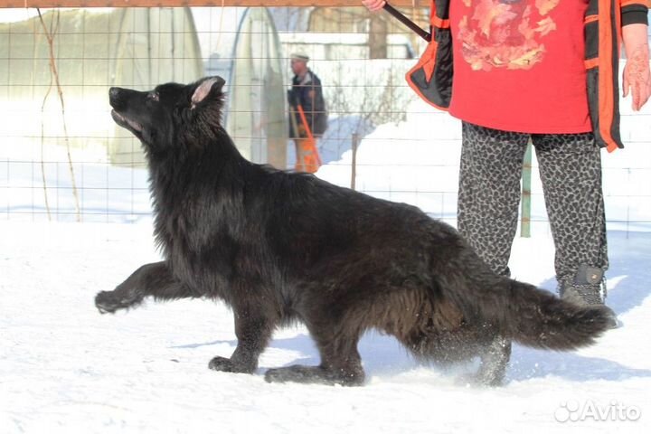 Немецкая овчарка