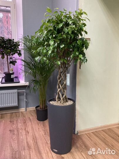 Фикус цилиндр плетеный 100см