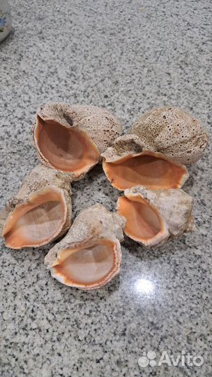 Ракушка рапан, 5шт
