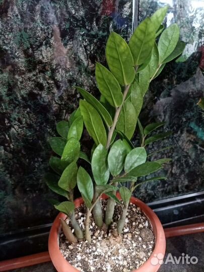 Замиокулькас