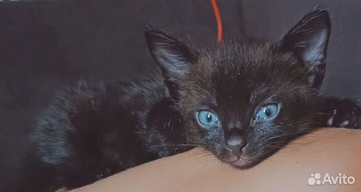 Чёрный котёнок ищет новый дом)