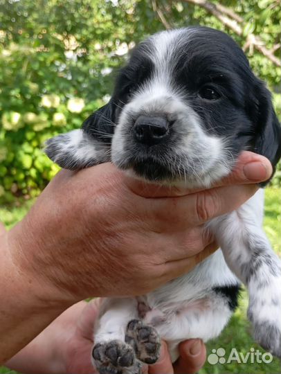 Продам щенков русской спаниель