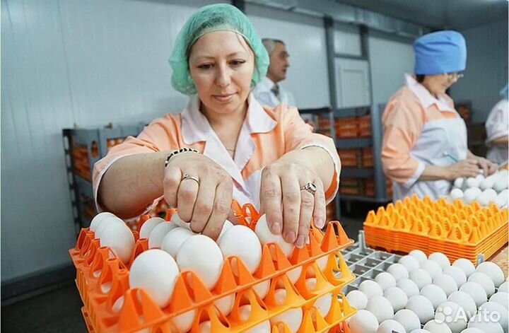 Вахта в Москве на 15,20,30,45 смен - Упаковщик яиц
