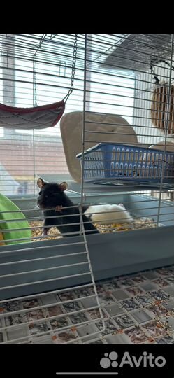 Клетка для грызунов