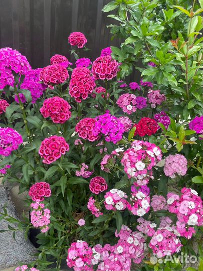 Турецкая гвоздика любых цветов