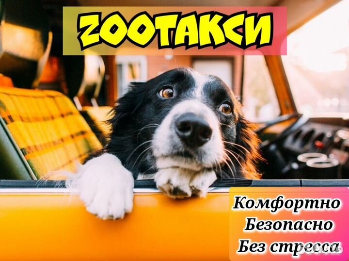 Зоотакси - такси для животных