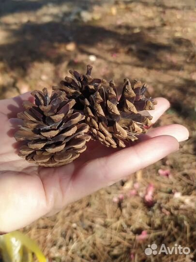 Шишки малышки сосновые