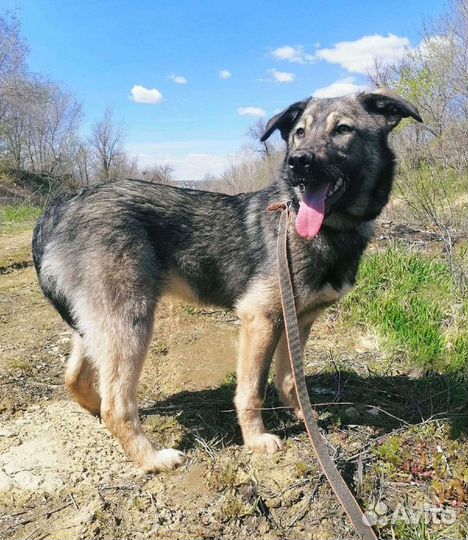 Собака Леон