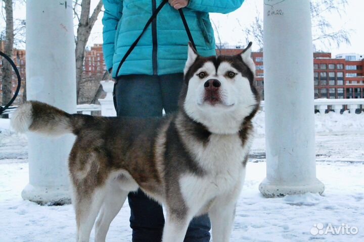 Сибирский хаски